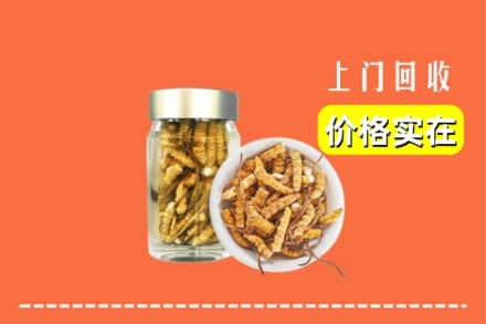 绥化绥棱县回收散虫草