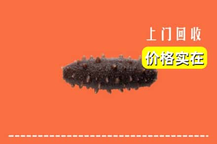 绥化绥棱县回收海参