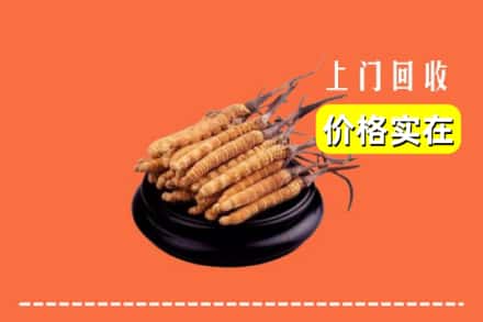 诚信求购:绥化绥棱县高价回收冬虫夏草